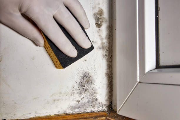 Trusted Woodbury, NJ Mold Removal Experts